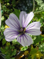 vignette Malva sylvestris 'Marina'