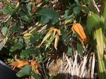 vignette passiflora aurantia