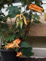 vignette passiflora aurantia