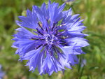 vignette Centaurea cyanus - Bleuet