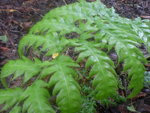 vignette woodwardia radicans