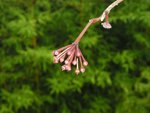 vignette Hoya pubicalyx ssp. silver pink 3