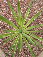 vignette Yucca gloriosa var. medio-stricta 1