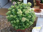 vignette SEDUM