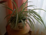 vignette chlorophytum (plante arraigne)