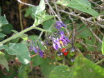 vignette Solanum dulcamara - Morelle douce amre