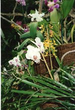 vignette encore des orchides