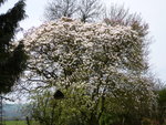 vignette Magnolias rose et blanc x Soulangeana 