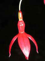 vignette Fuchsia