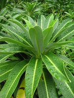 vignette Euphorbia stygiana - Euphorbe stygiana