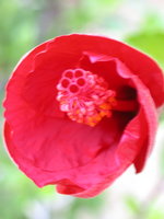 vignette bouton d'hibiscus