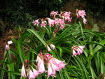 vignette Crinum x powellii