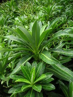 vignette Euphorbia stygiana
