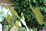 vignette Colocasia