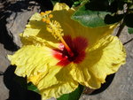 vignette Hibiscus jaune coeur rouge