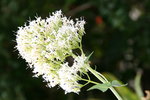 vignette Centranthus blanc