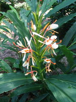 vignette Hedychium spicatum