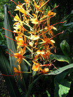 vignette Hedychium coccineum 'Tara'