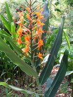 vignette Hedychium coccineum 'Tara