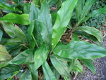 vignette Alpinia japonica