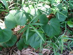 vignette Rubus irenaeus