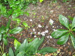 vignette cyclamen hérédifolium