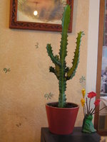 vignette Cactus n3