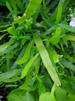 vignette Homalocladium platycladum - Plante ruban