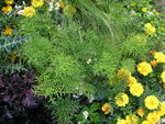 vignette Pelargonium fillicifolium