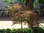 vignette Acer palmatum 'Garnet' (merci aquamen pour l'indentification)