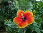 vignette Hibiscus