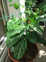 vignette passiflora edulis flavicarpa