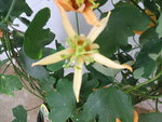 vignette passflora auranthia