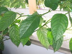 vignette passiflora quadrangularis