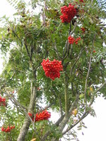 vignette Sorbus aucuparia - Sorbier des oiseaux ou des oiseleurs
