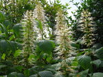 vignette Aesculus parviflora