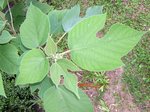 vignette arbuste arbe  feuilles symtriques et assymtriques