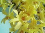 vignette Dendrobium Stardust 2007