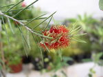 vignette Callistemon sp. fleurs rouges 2