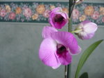 vignette Dendrobium  Phalaenopsis