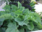 vignette Brassica oleracea var. acephala - Chou vert perpétuel de Daubenton