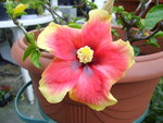 vignette Hibiscus