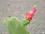 vignette Opuntia cochenillifera