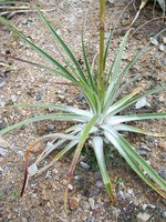 vignette Puya ferruginea