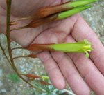 vignette Puya ferruginea