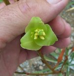 vignette Puya ferruginea