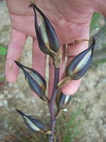 vignette Puya mirabilis