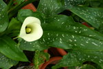 vignette Zantedeschia aethiopica (la fleur)
