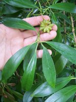 vignette Illicium floridanum  / Illiciaces / Floride