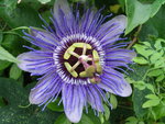 vignette Passiflora x purple haze